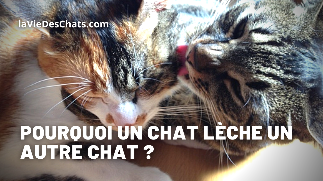 Pourquoi Ce Chat Leche L Autre Chat 7 Raisons Sur La Vie Des Chats