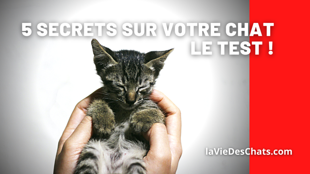 5 secrets sur votre chat