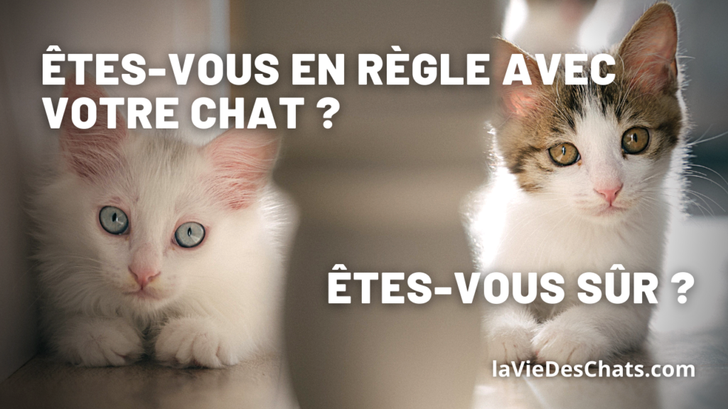 en règle avec votre chat en 2021