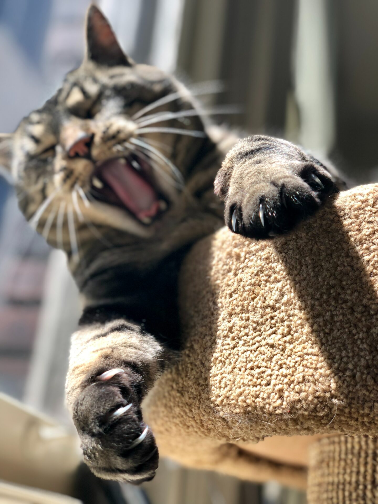 3 Conseils Avant D Adopter Un Chat 3 Conseils Avant D Adopter Un Chat