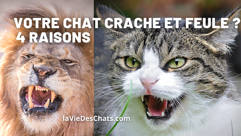 chat crache et feule