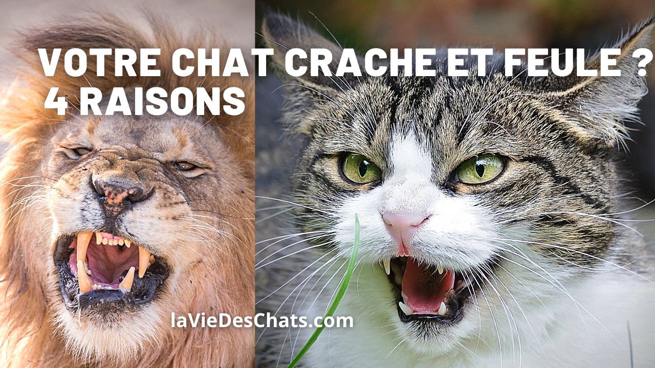 Votre Chat Crache Et Feule 4 Raisons Sur La Vie Des Chats Votre Chat Crache Et Feule 4 Raisons Sur La Vie Des Chats