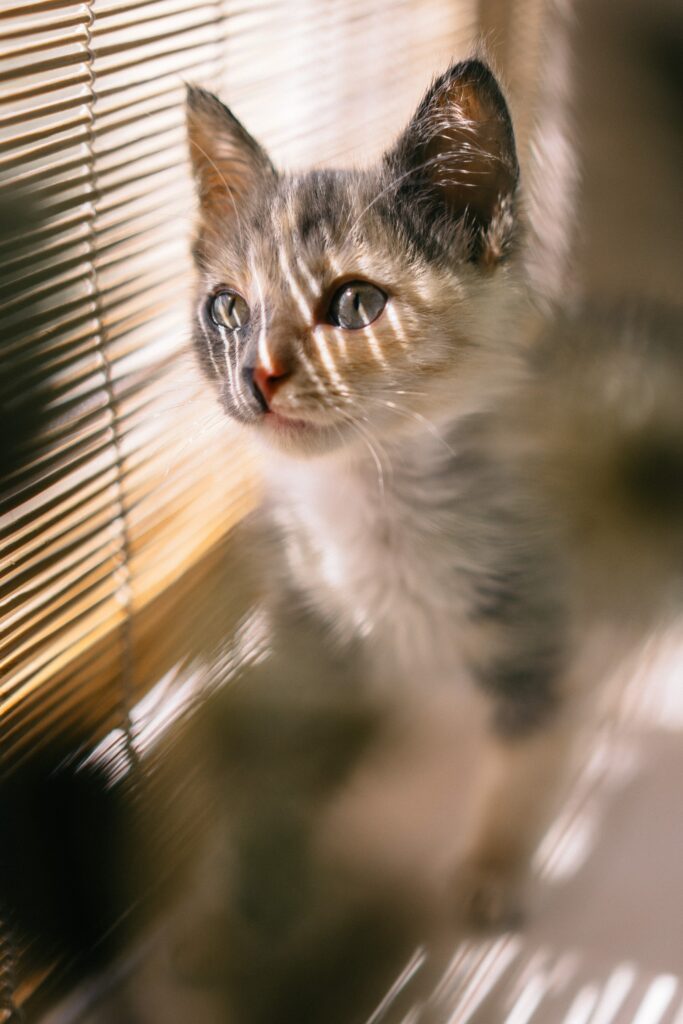 chaton blanc ecaille de tortue