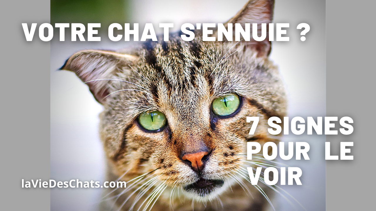 Comment Savoir Si Votre Chat S Ennuie 7 Signes En Test Comment Savoir Si Votre Chat S Ennuie 7 Signes En Test