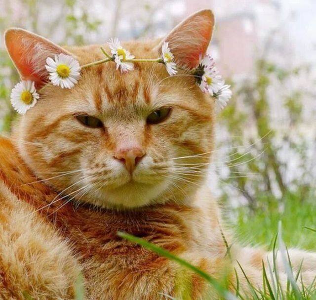 chat dans les fleurs