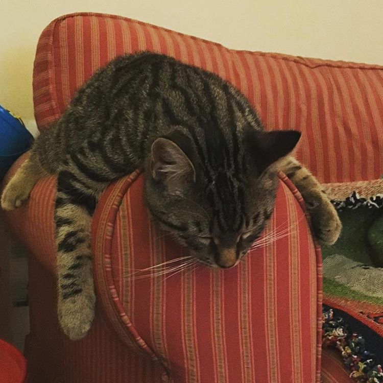 chat dort avachi sur accoudoir canapé