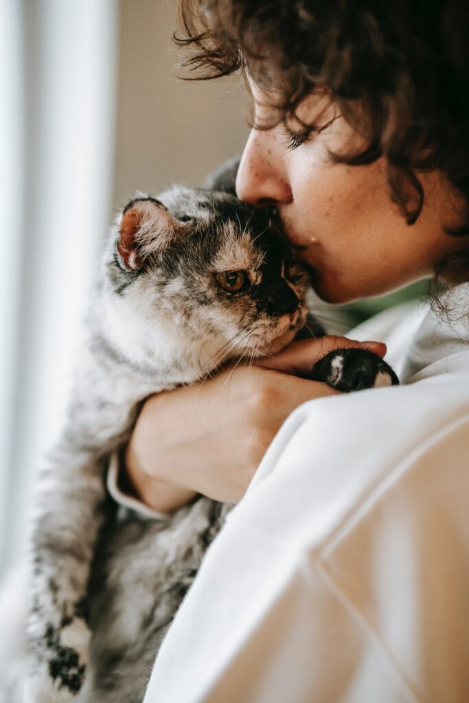 Le câlin tendre avec de découvrir le chat caressé mordeur