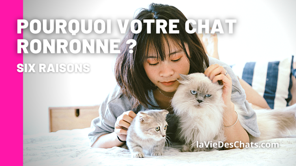 Pourquoi mon chat ronronne-t-il ?