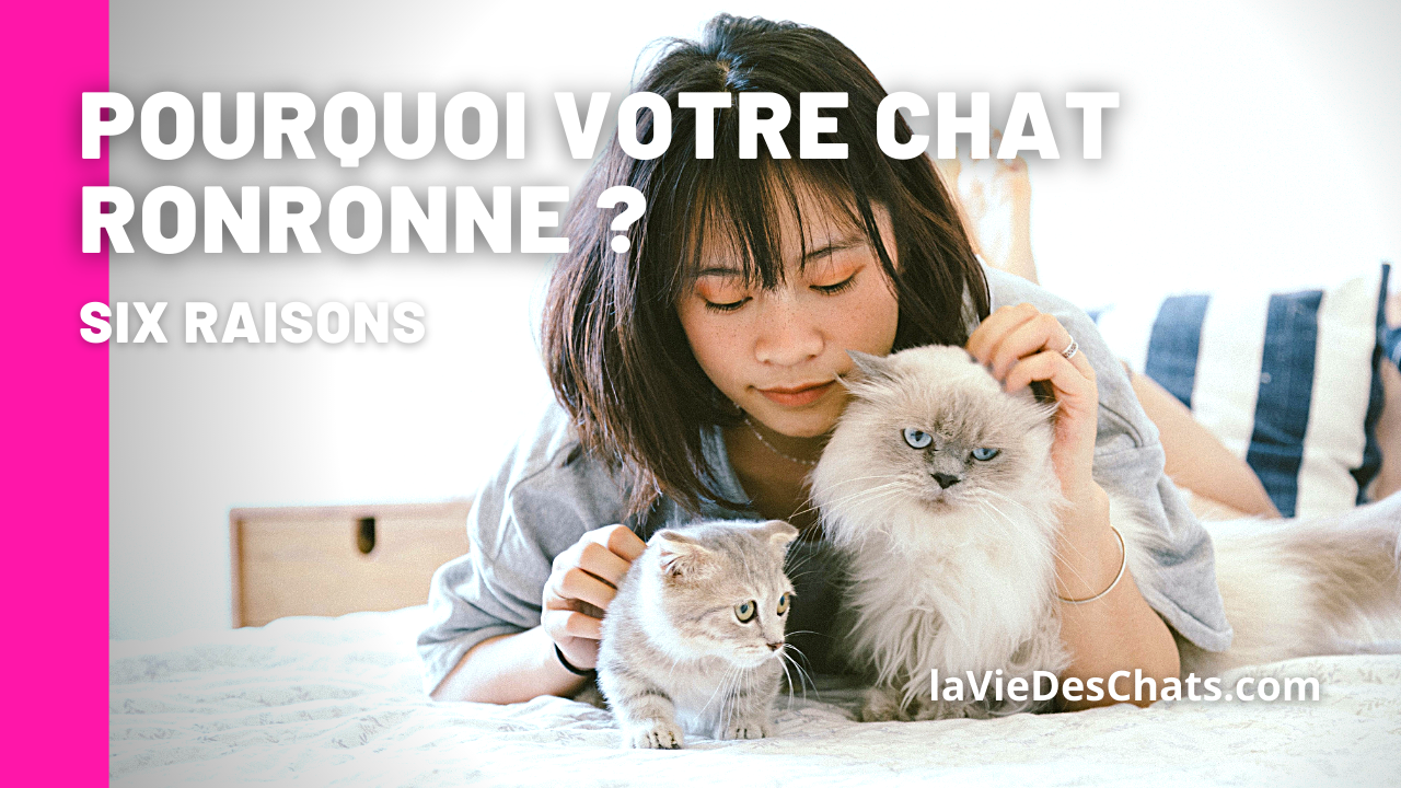 Comment et Pourquoi mon Chat Ronronne ? 6 raisons La vie des chats