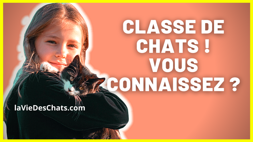 classe de chats