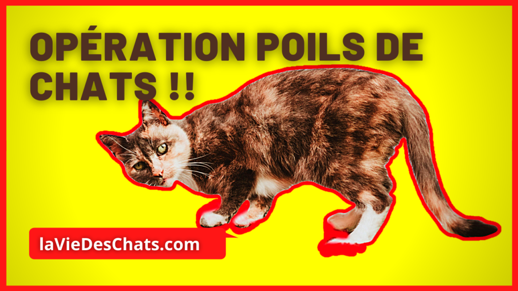 Opération Poils de chats