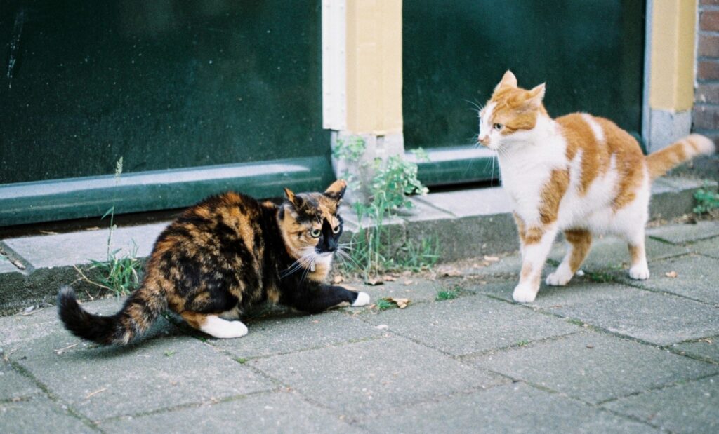 duel de chats