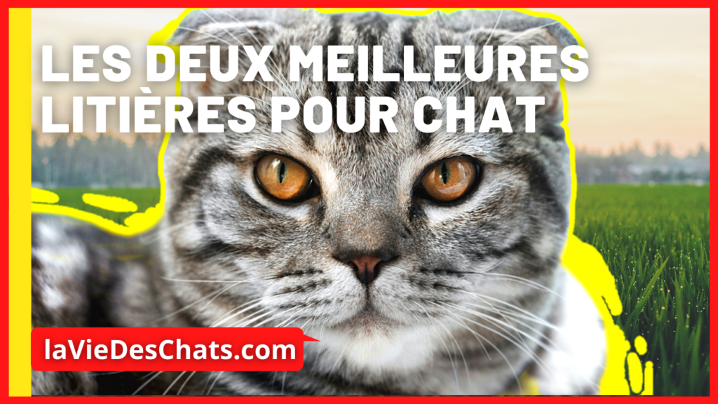 les deux meilleures litières pour chat