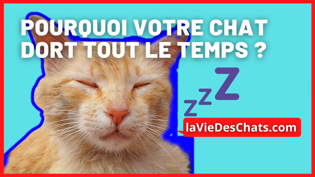 pourquoi votre chat dort tout le temps