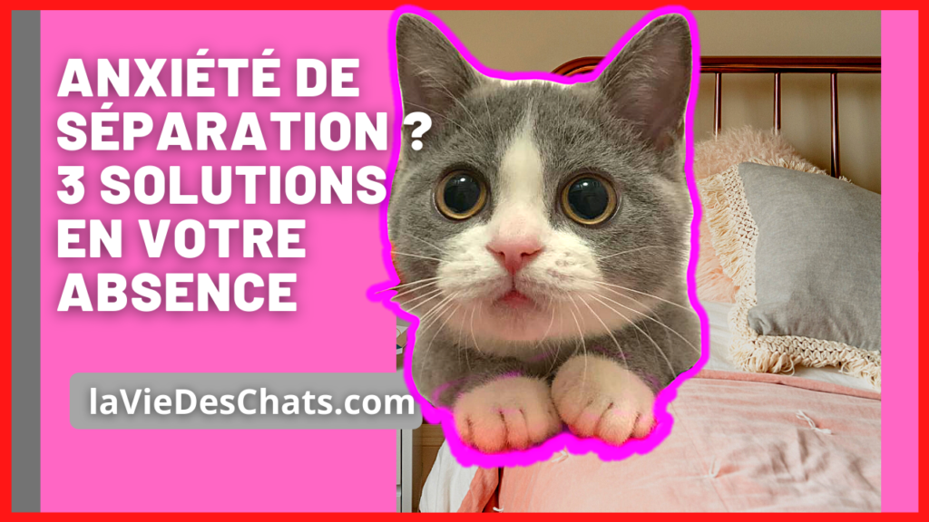 anxiété de séparation de votre chat