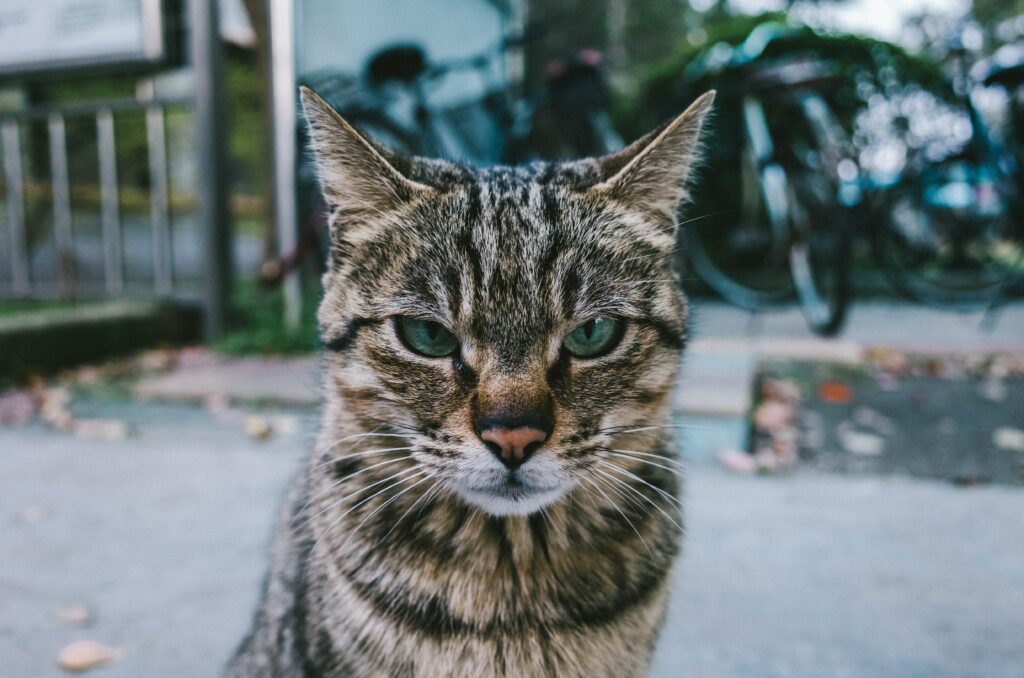 dire stop à son chat qui reste impassible