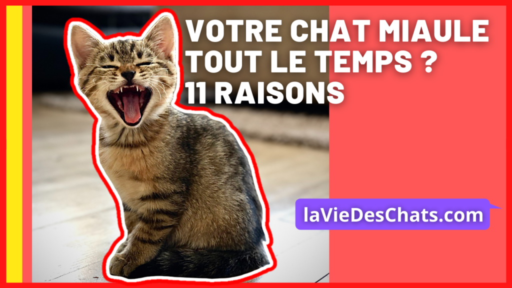 Votre Chat Miaule Tout Le Temps 11 Raisons Sur La Vie Des Chats