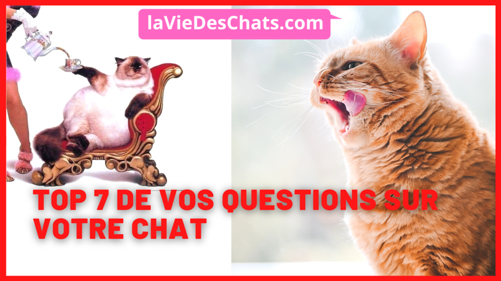 les 7 questions les plus posées à laVieDesChats