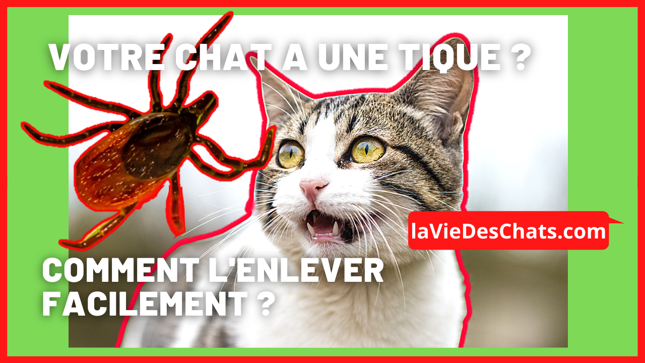 Votre Chat A Une Tique Comment L Enlever Facilement La Vie Des Chats