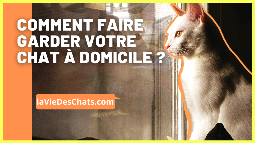 faire garder votre chat