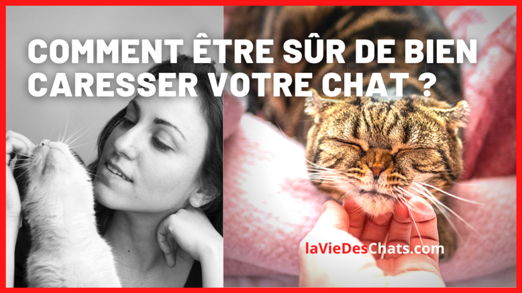 bien caresser votre chat