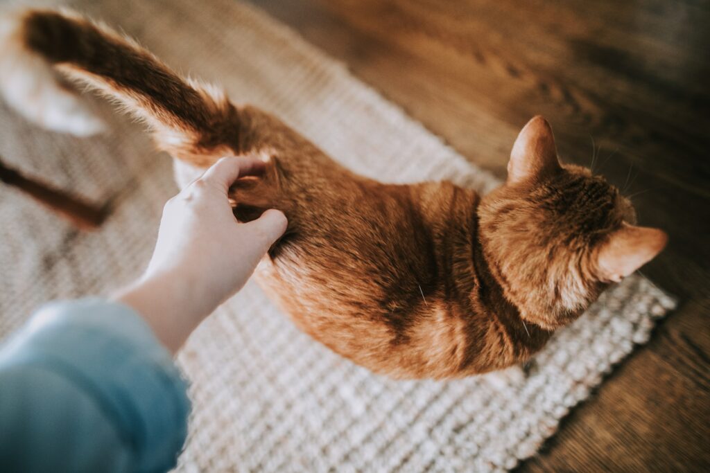 caresser le bas du dos de votre chat