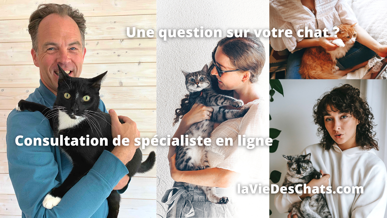 question sur votre chat