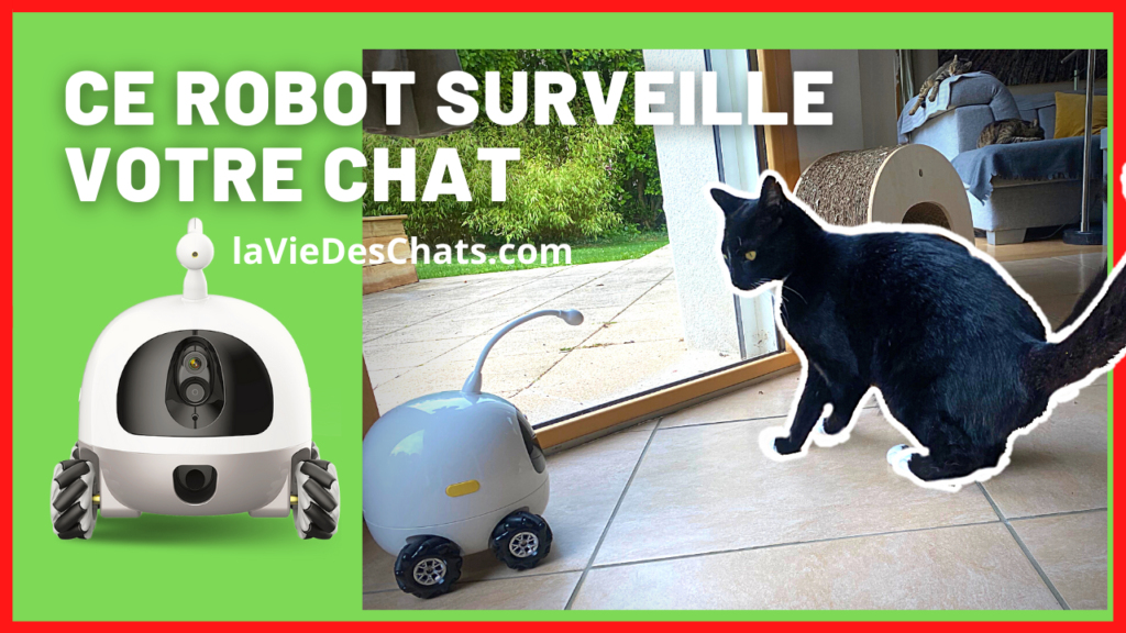 Ce Robot surveille votre chat