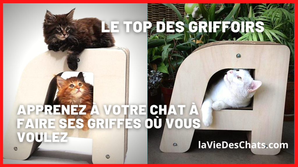 Apprenez à votre chat à faire ses griffes sur son griffoir