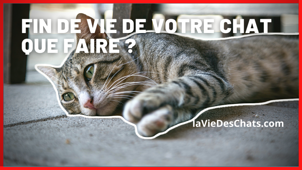 fin de vie de votre chat que faire