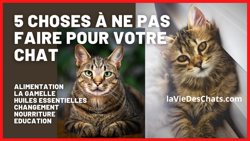 5 choses à ne pas faire pour votre chat