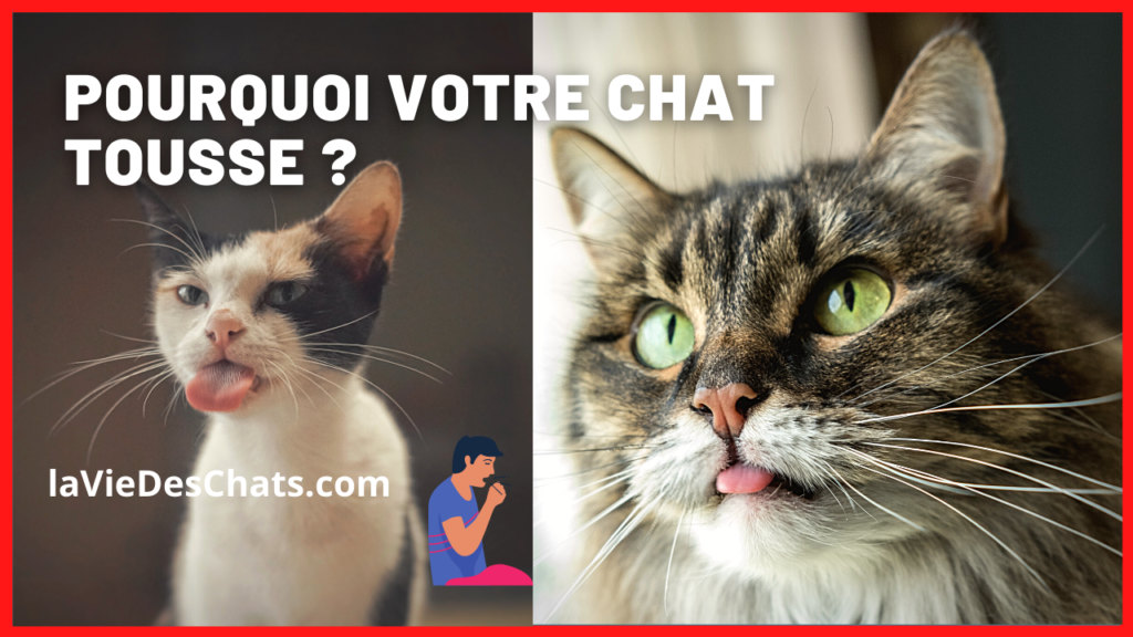 pourquoi votre chat tousse