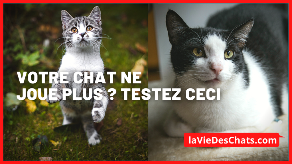 chat ne joue plus