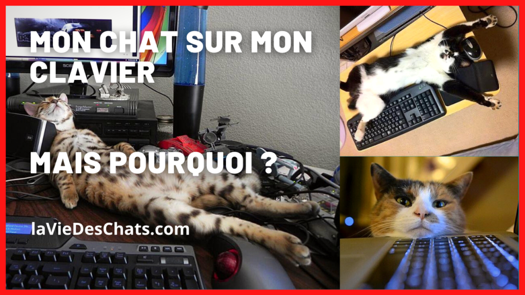 mon chat sur mon clavier