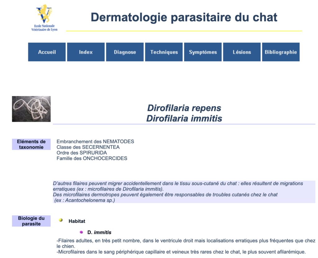 Pourquoi Votre Chat Tousse Que Faire La Vie Des Chats