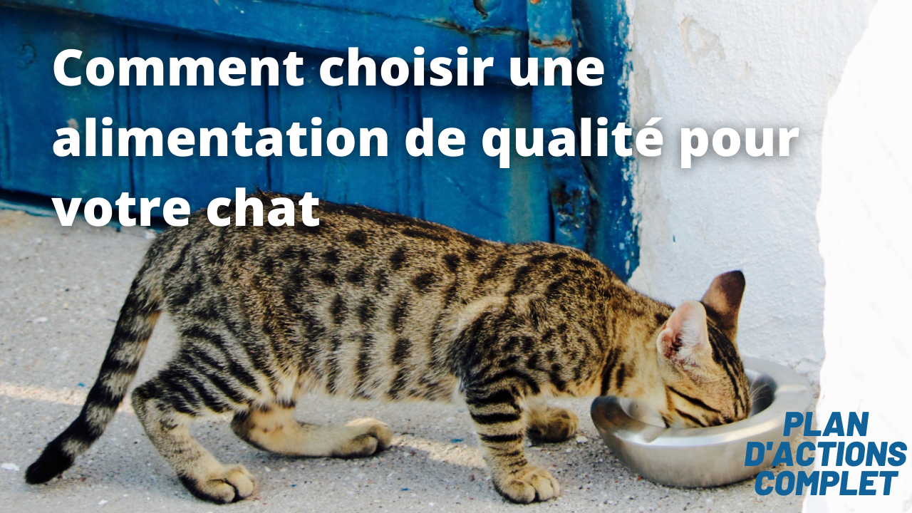 Formation Comment choisir une alimentation de qualité pour votre chat