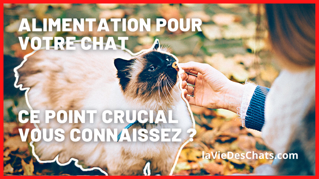 alimentation pour chat point crucial