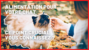 alimentation pour chat point crucial