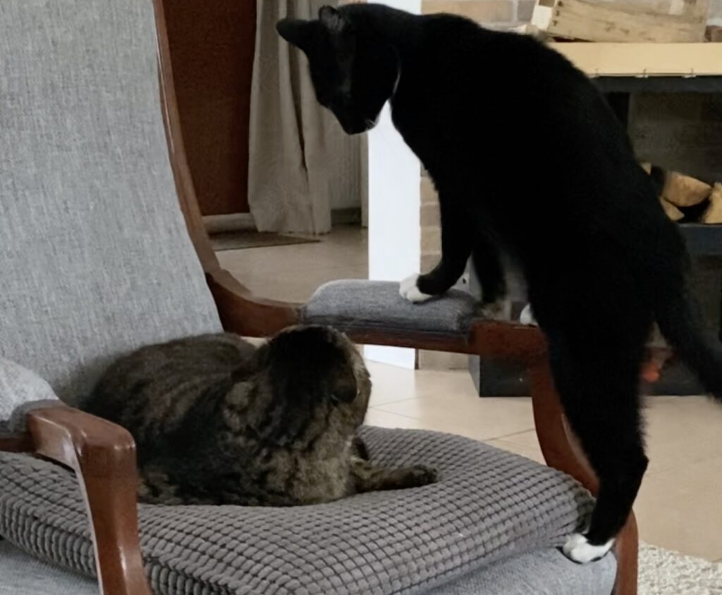 duel entre ces deux chats