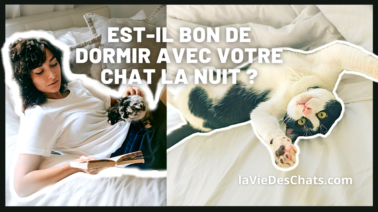 Estil bon de dormir avec votre chat ? 😴😼🛌 La vie des chats — free download