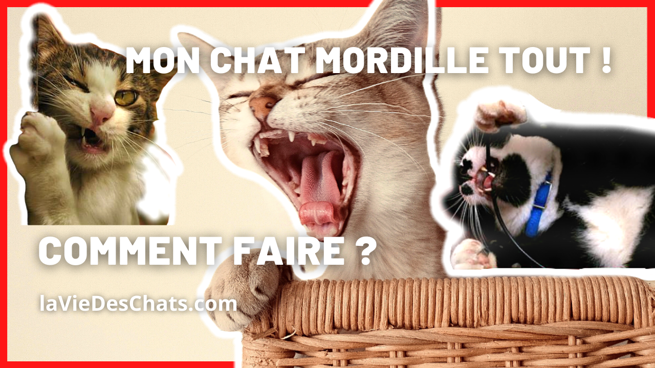 Mon Chat Mordille Tout Comment Faire Conseils De La Vie Des Chats