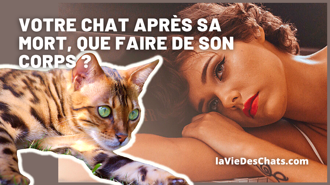 Votre chat après sa mort, où l