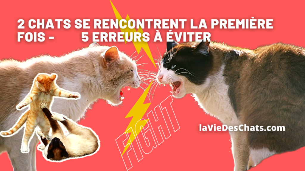 rencontre entre deux chats