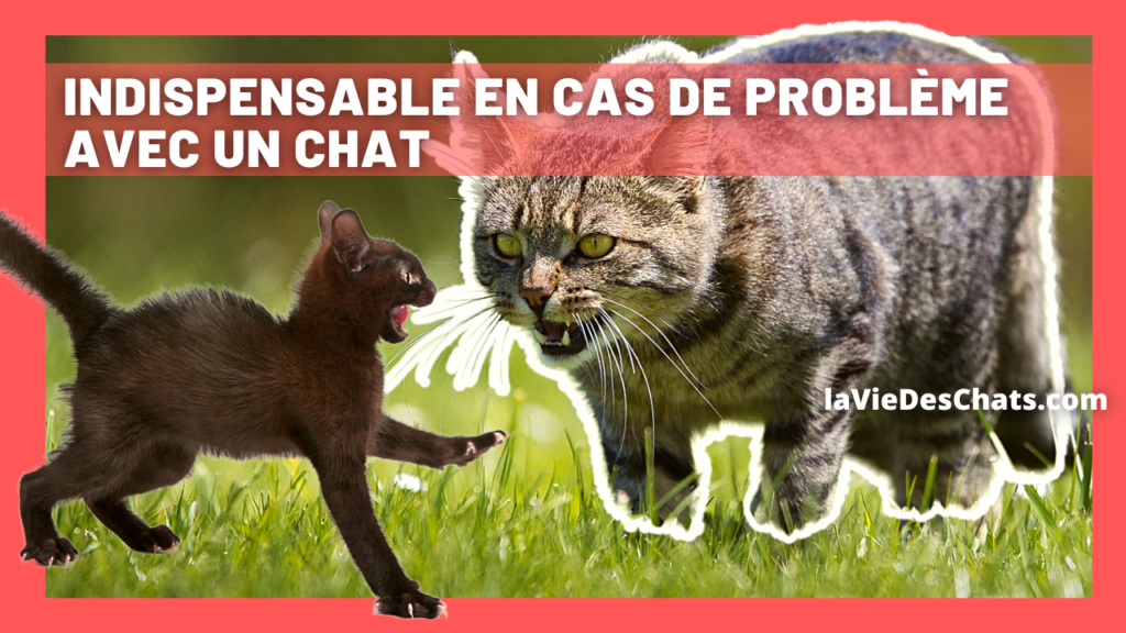 Indispensable en cas de problème avec un chat : les phéromones