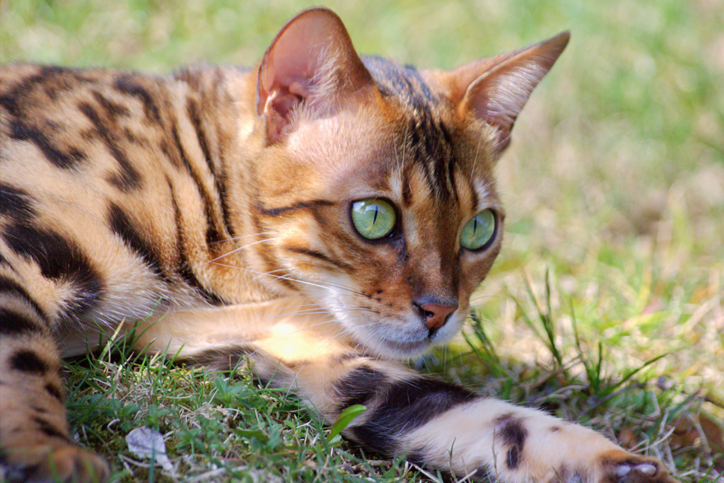 chat bengal zen