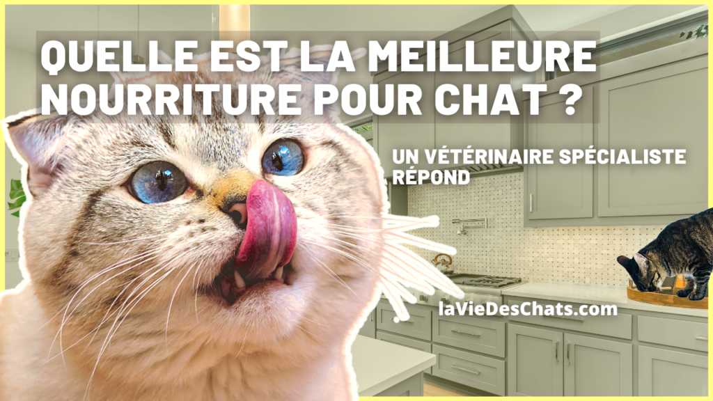 la meilleure nourriture pour chat