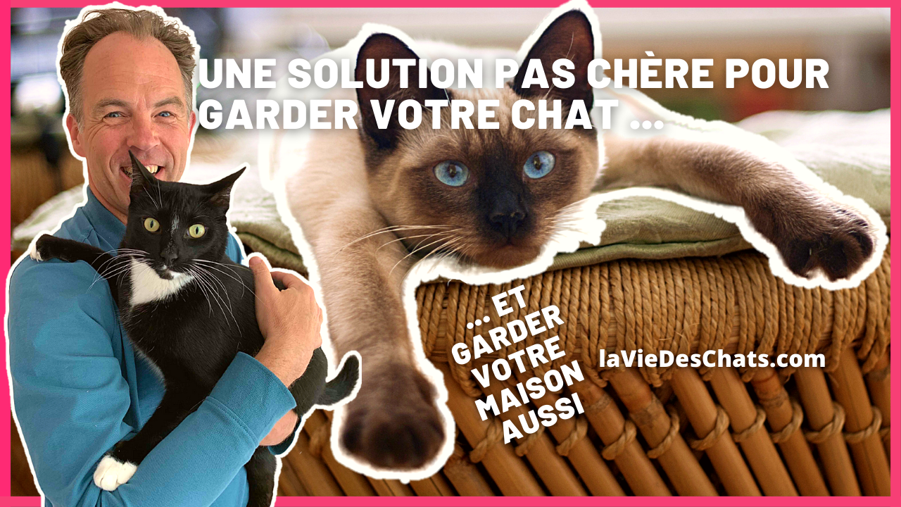 Comment garder un chat et une maison ? 5 conseils