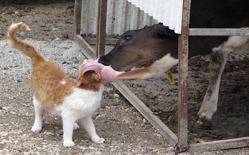 Après le chat face à ce chien, le chat face à une génisse