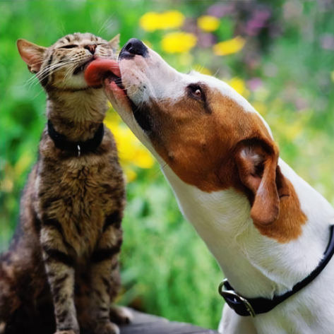 comment ce chat face à ce chien va réagir