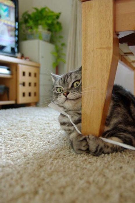 chat tigré joue à la ficelle près d'un fauteuil